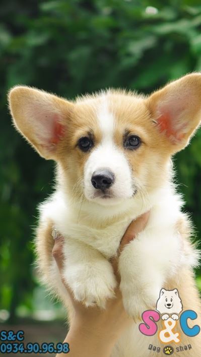 Sở hữu ngay chú chó Corgi đáng yêu đến từ xứ Wales