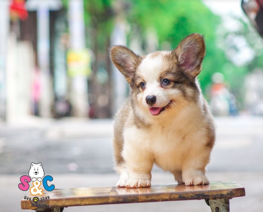 Sở hữu ngay chú chó Corgi đáng yêu đến từ xứ Wales