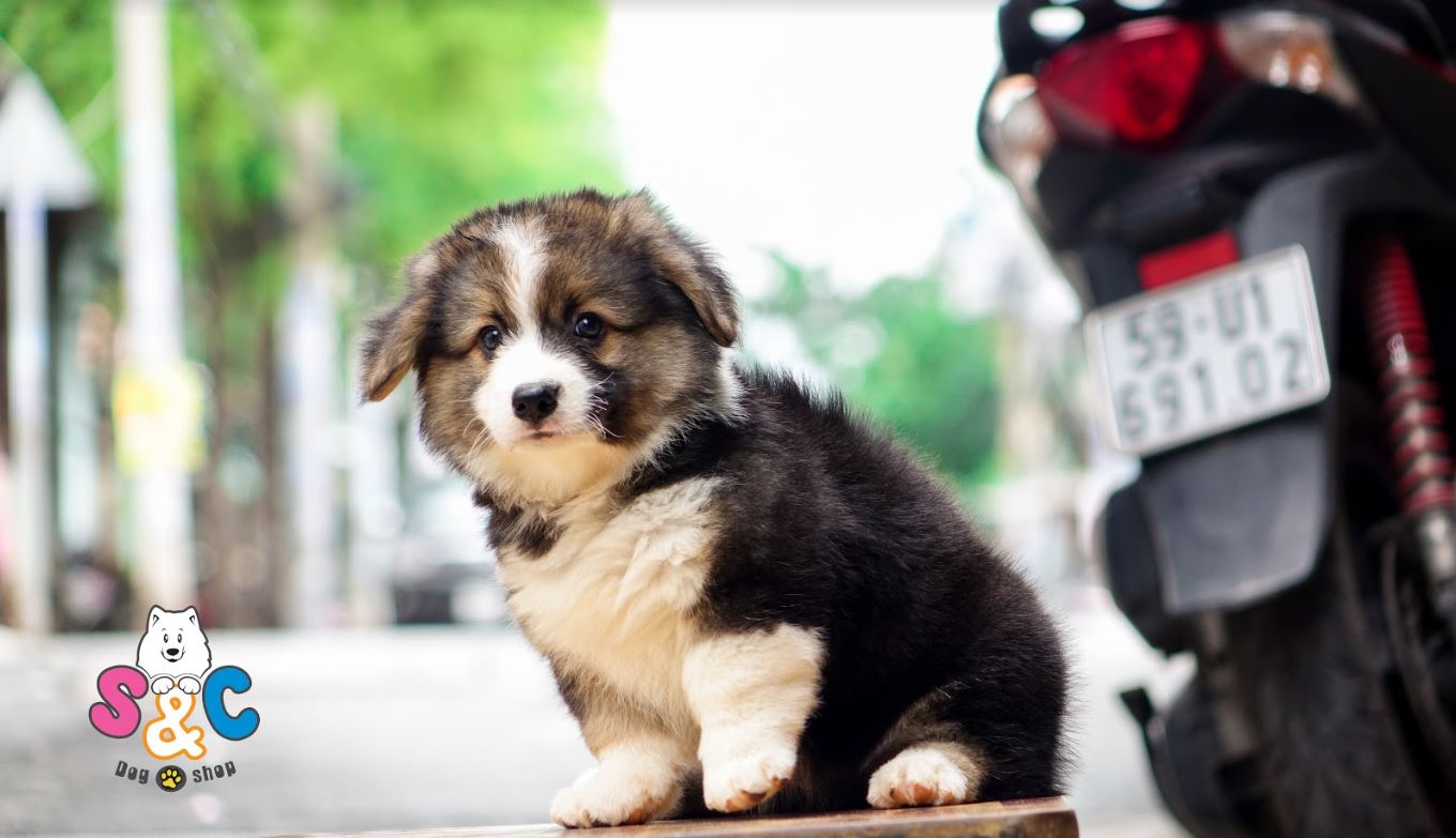 Cách chọn thức ăn chó Corgi giúp thúc đẩy sự phát triển