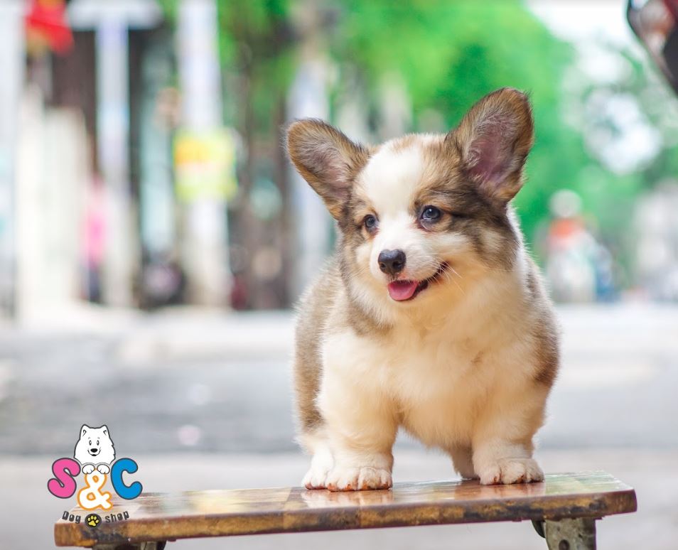 Cách chọn thức ăn chó Corgi giúp thúc đẩy sự phát triển