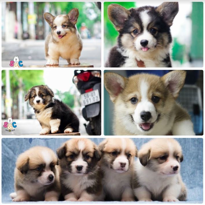 Tìm hiểu thông tin về chó Corgi đen trắng