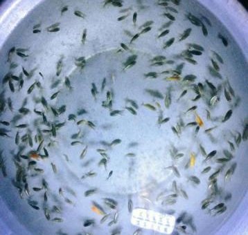 Kiến thức: Cá Ranchu đẻ trứng