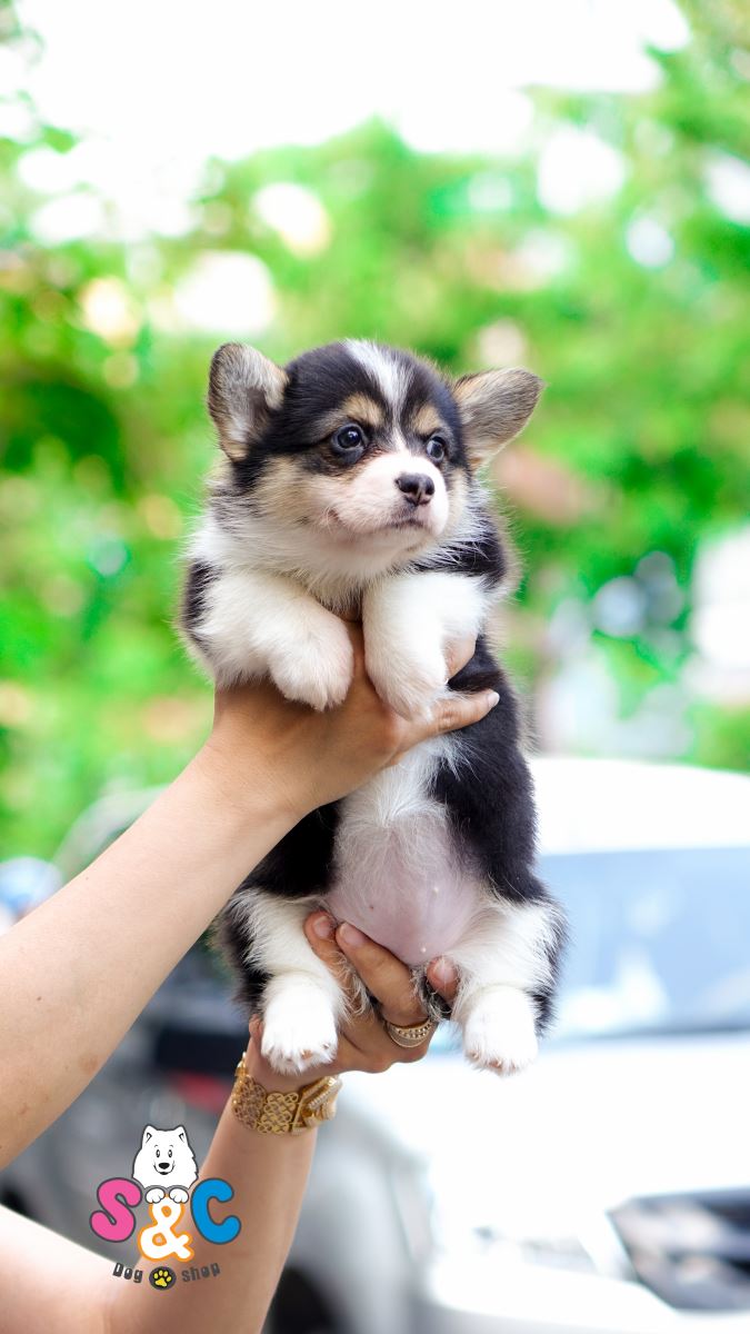 Mách bạn cách dạy chó Corgi biết nghe lời