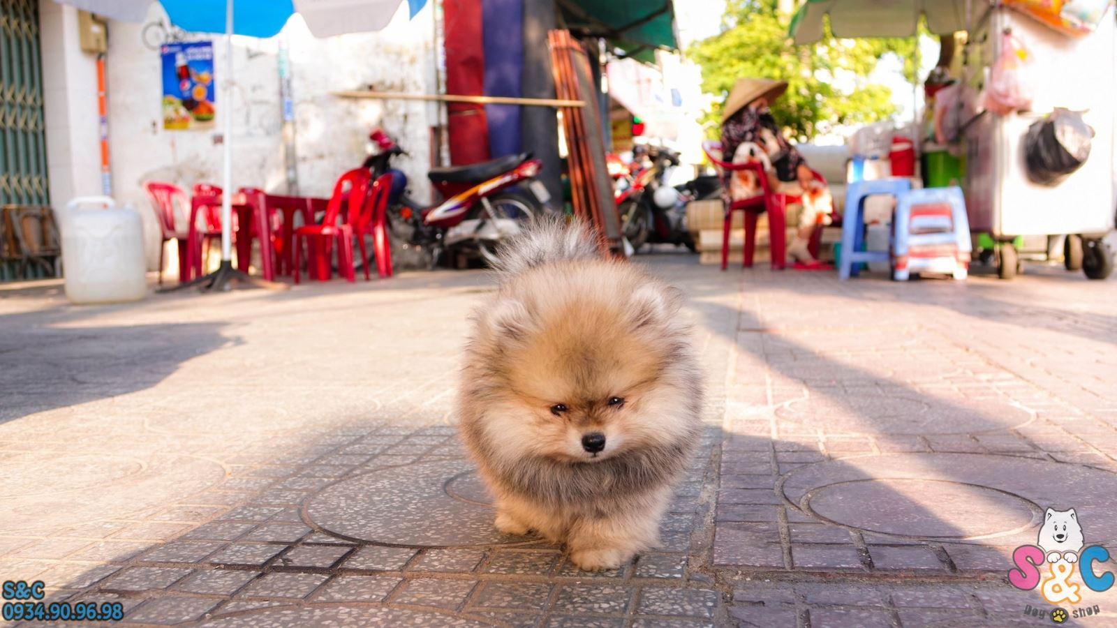 Cách dạy chó phốc sóc đi vệ sinh đúng qui định