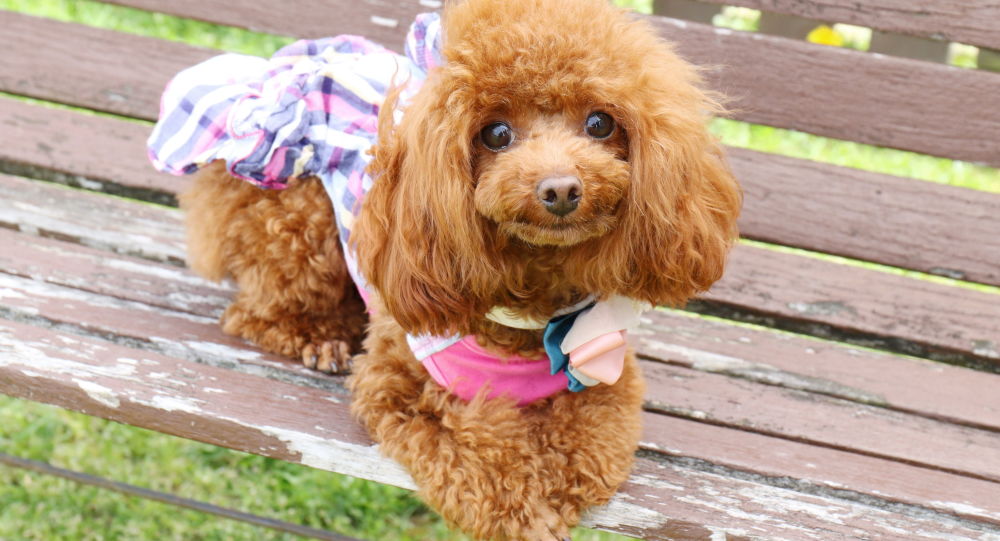 Huấn luyện chó Poodle đi bằng 2 chân có khó không?