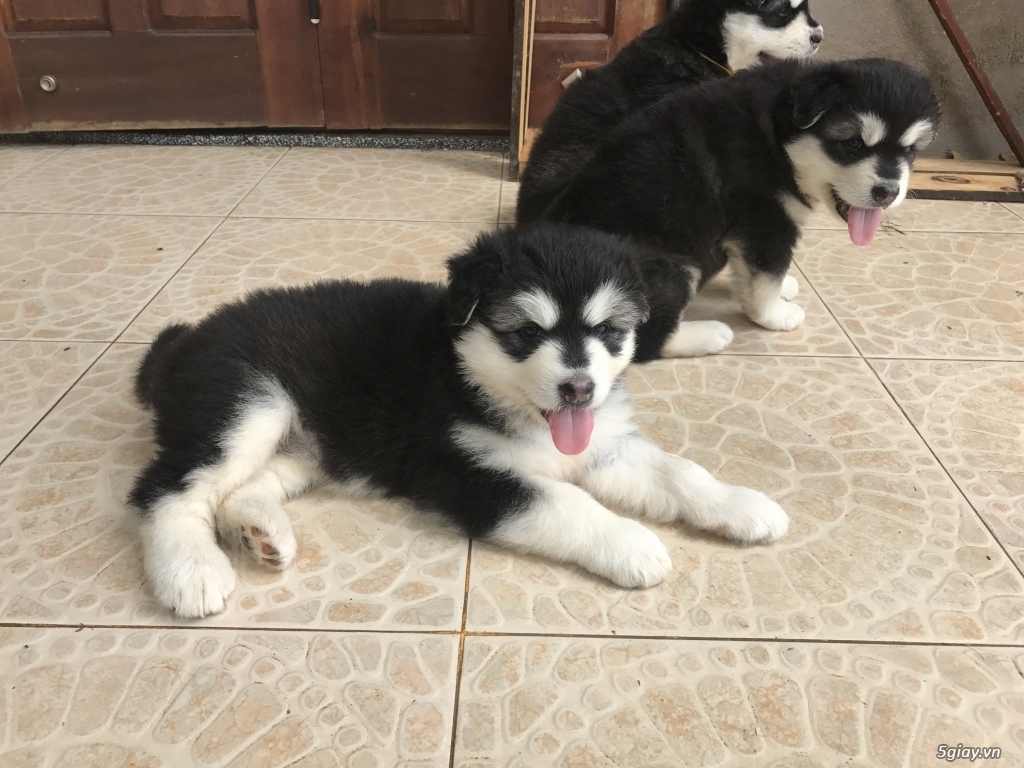 Nhiều người sẵn sàng bỏ số tiền lớn để mua chó Alaska thuần chủng