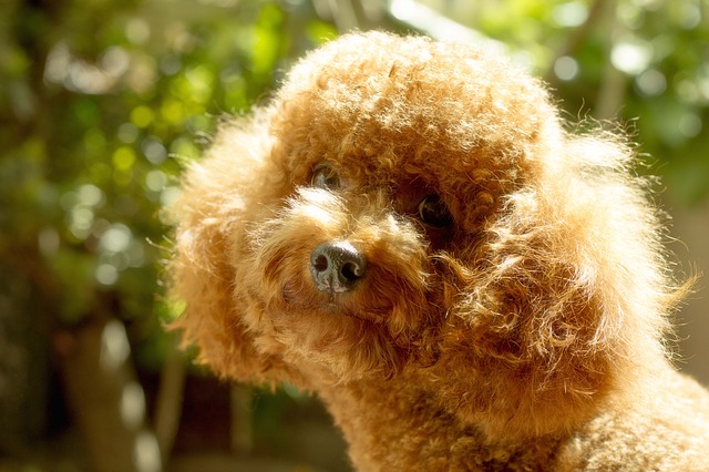 địa chỉ mua chó poodle