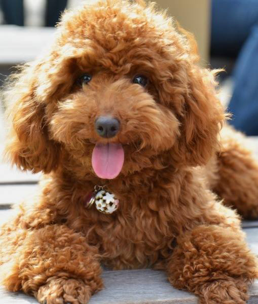 địa chỉ mua chó poodle