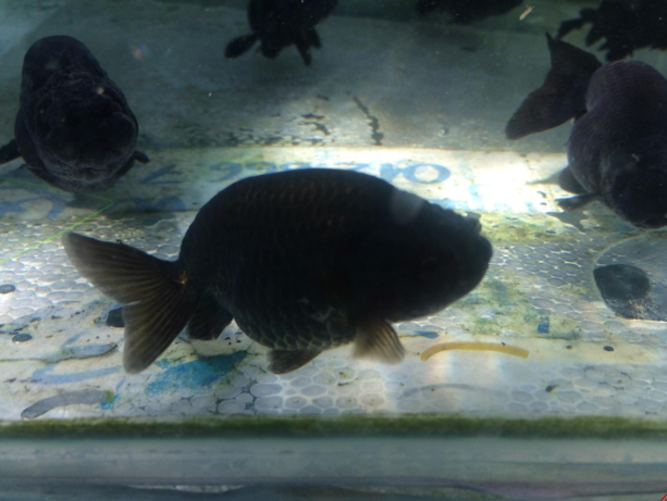 Kết quả hình ảnh cho cá ranchu Äen