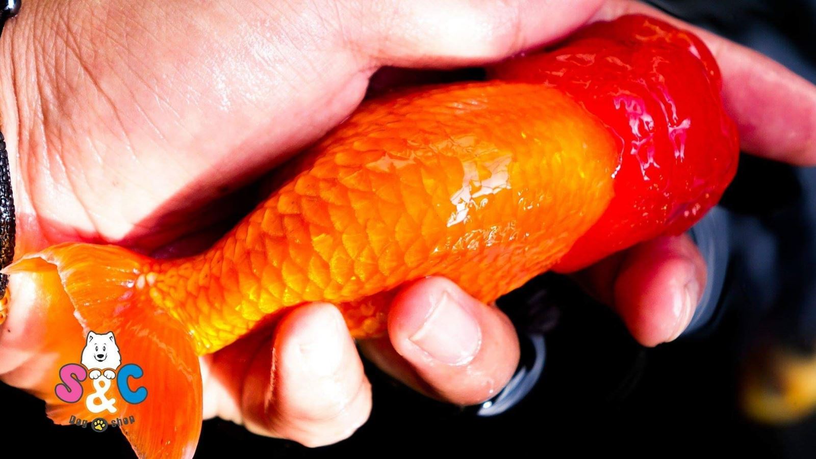 ban ca ranchu Nha Trang