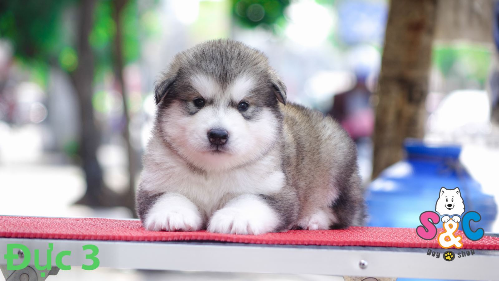 Giá cho Alaska con bao nhiêu tiền, có đắt không?