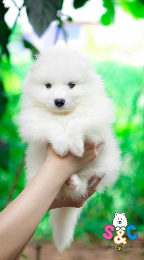 Mách bạn giá 1 chú chó samoyed là bao nhiêu ?