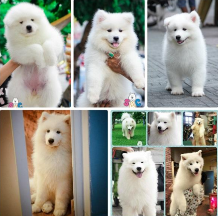 Mách bạn giá 1 chú chó samoyed là bao nhiêu ?