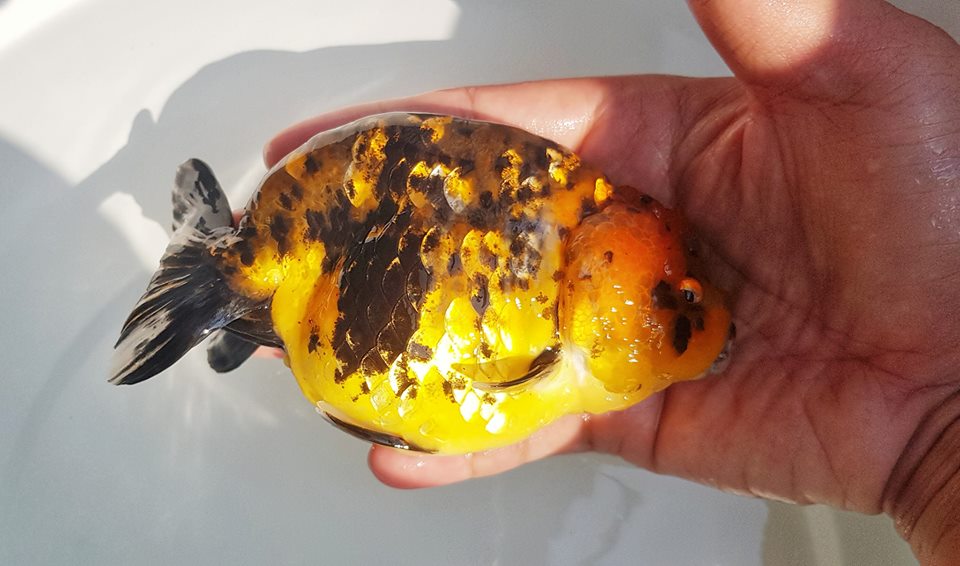 Giới thiệu về dòng cá Ranchu cho người mới