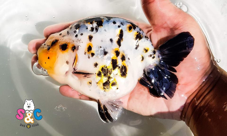 Giới thiệu về dòng cá Ranchu cho người mới