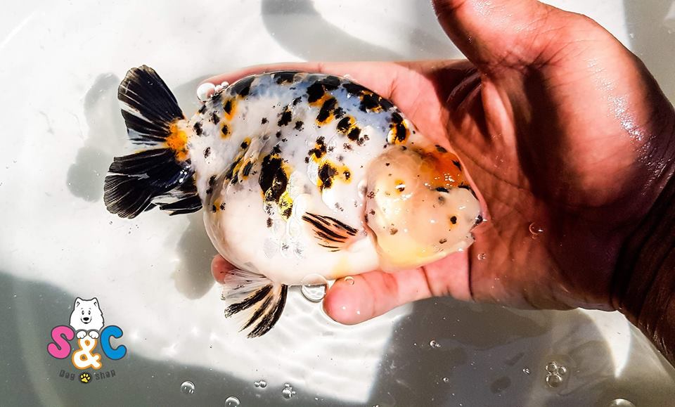 Giới thiệu về dòng cá Ranchu cho người mới