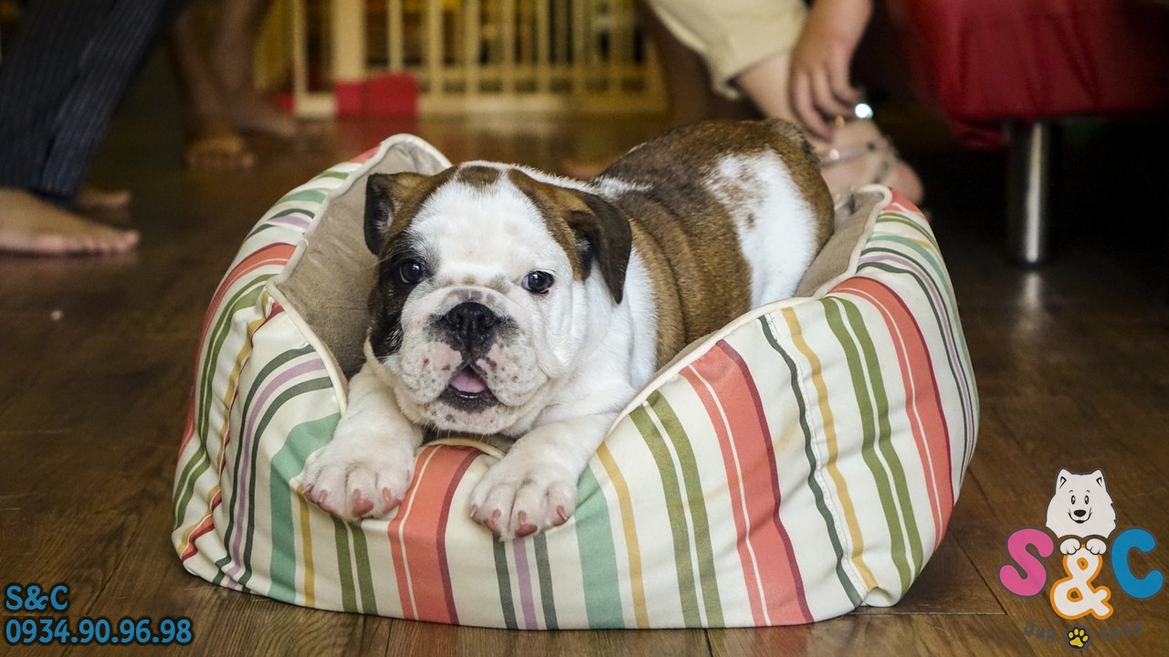 Giống chó English Bull Dog có đặc điểm gì nổi bật?