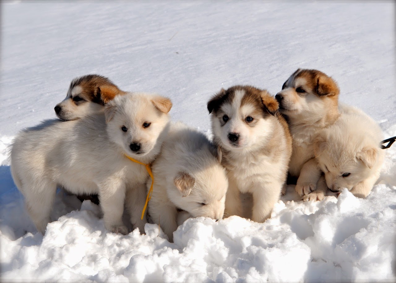 Top 5 sự thật thú vị về giống chó Alaska rất ít người biết