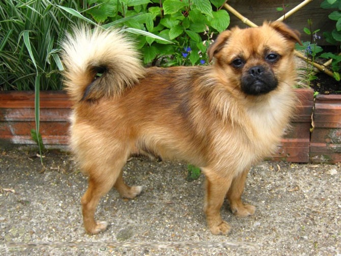 chó-phốc-sóc-lai-pug