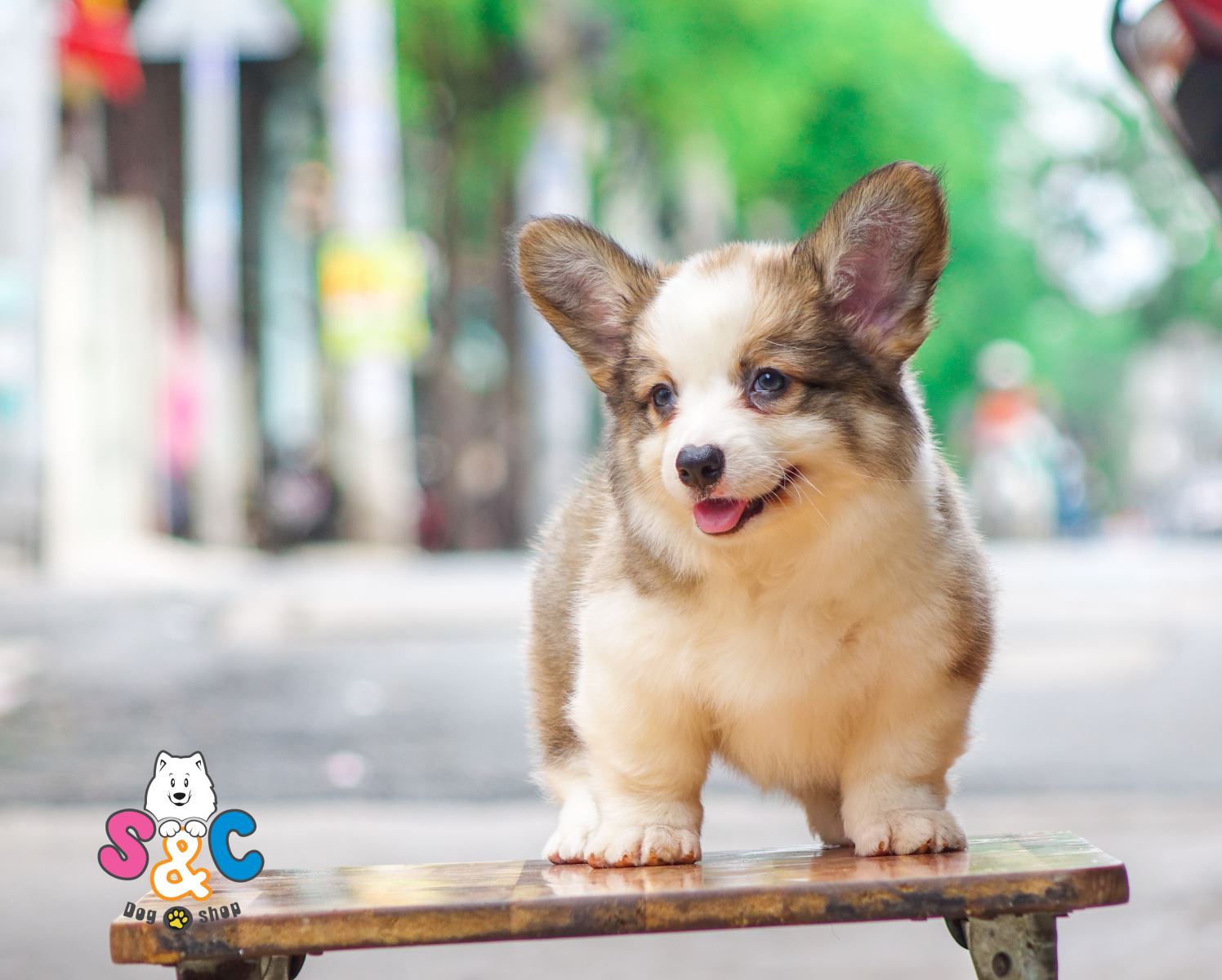Những giống chó phù hợp với gia đình Việt