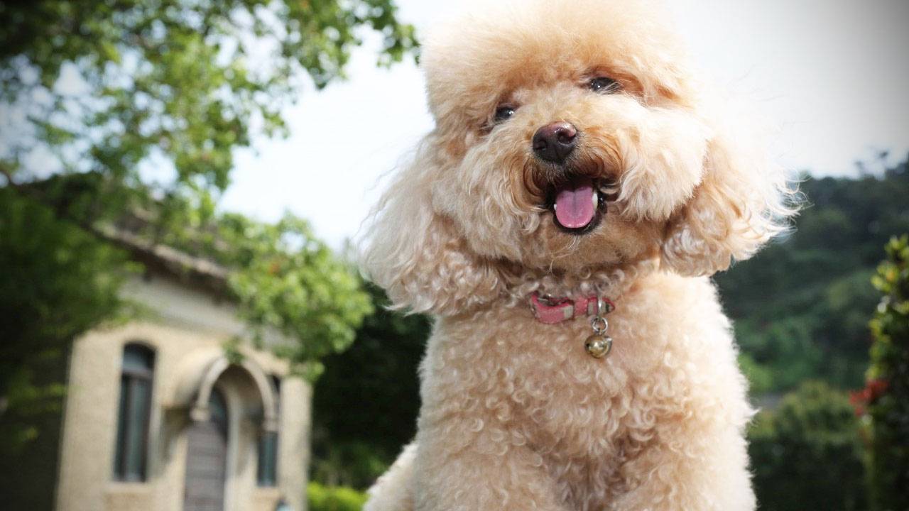 Hướng dẫn cách chăm sóc chó Poodle con khỏe mạnh, mau lớn