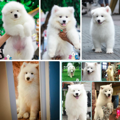 Những đặc trưng cơ bản bạn cần biết về giống chó Samoyed