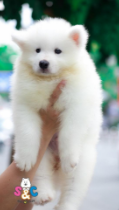 Lo ngại về mùi hôi của những chú chó samoyed là có hay không