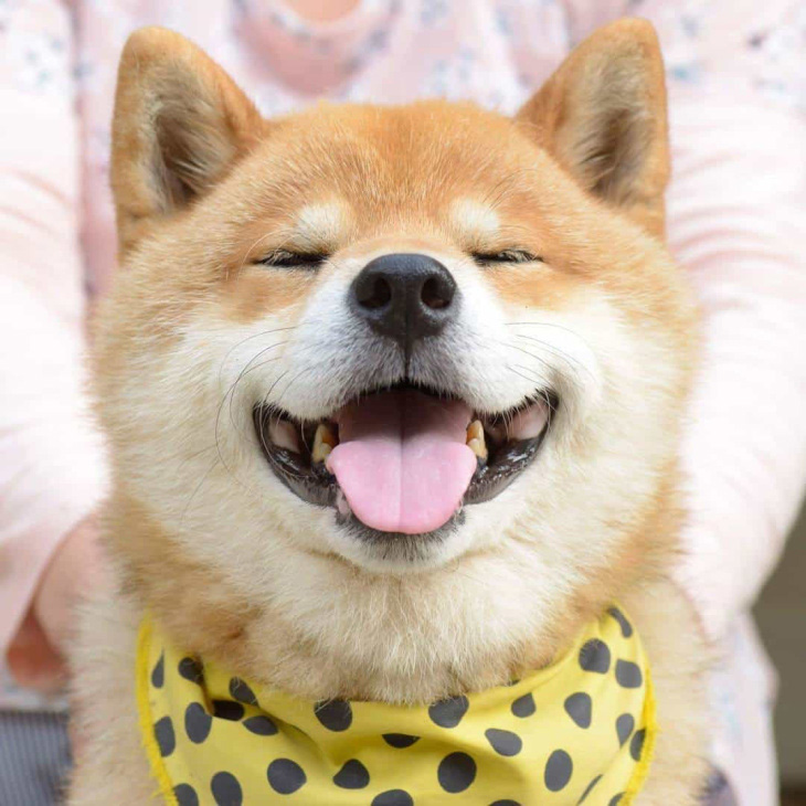 Top 5 Điều Thú Vị Về Shiba Inu Rất Ít Người Biết