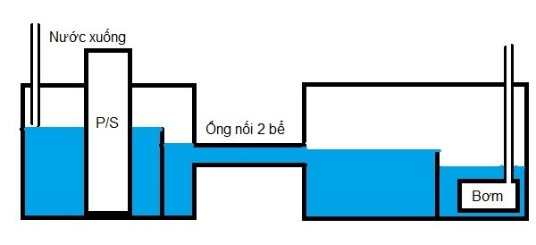 Gợi ý để thiết kế thành công hồ cá Ranchu đẹp