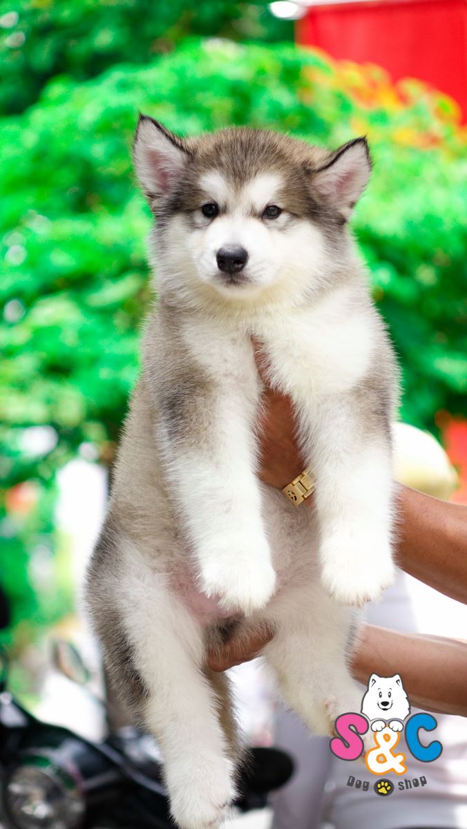 Kỹ thuật huấn luyện chó Alaska – Bình tĩnh, kiểm soát năng lượng và quyết đoán