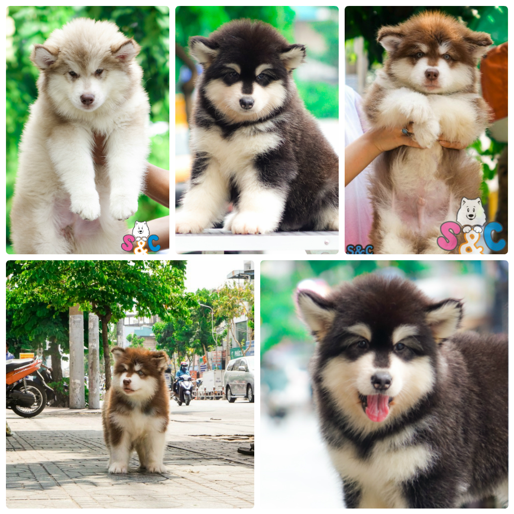 chó-phốc-sóc-chó-alaska