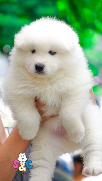 Các biện pháp huấn luyện chó Samoyed