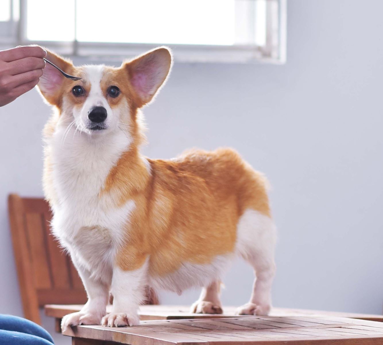 Cách huấn luyện chó Corgi đi vệ sinh đúng chỗ