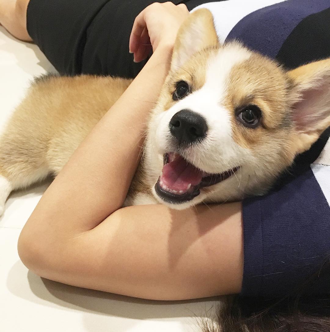Cách huấn luyện chó Corgi đi vệ sinh đúng chỗ