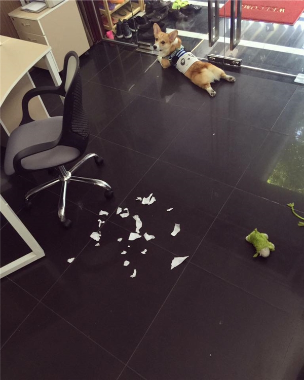 Không nên nuôi chó Corgi