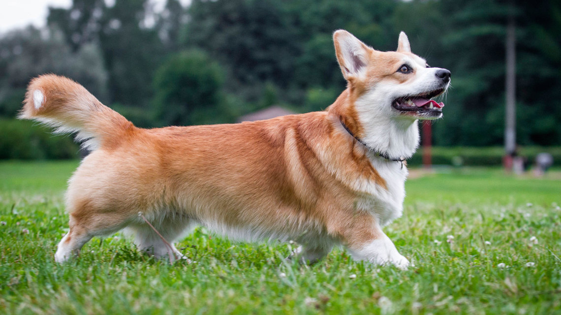 Không nên nuôi chó corgi
