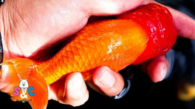 https://lh3.googleusercontent.com/SBvkoXoGNDpvytKOBn6CMKGbGS3vUO7BHEYjXH1PQNyRuHczpKG9S4tDcLSccjS-6_0nGBk82VYIirToD_R1Ef7hS58DpbyzCae4j5S4hig1WG02ik6cWhOKTD6kcdc4ab6ekZMIRJxea4dLnA