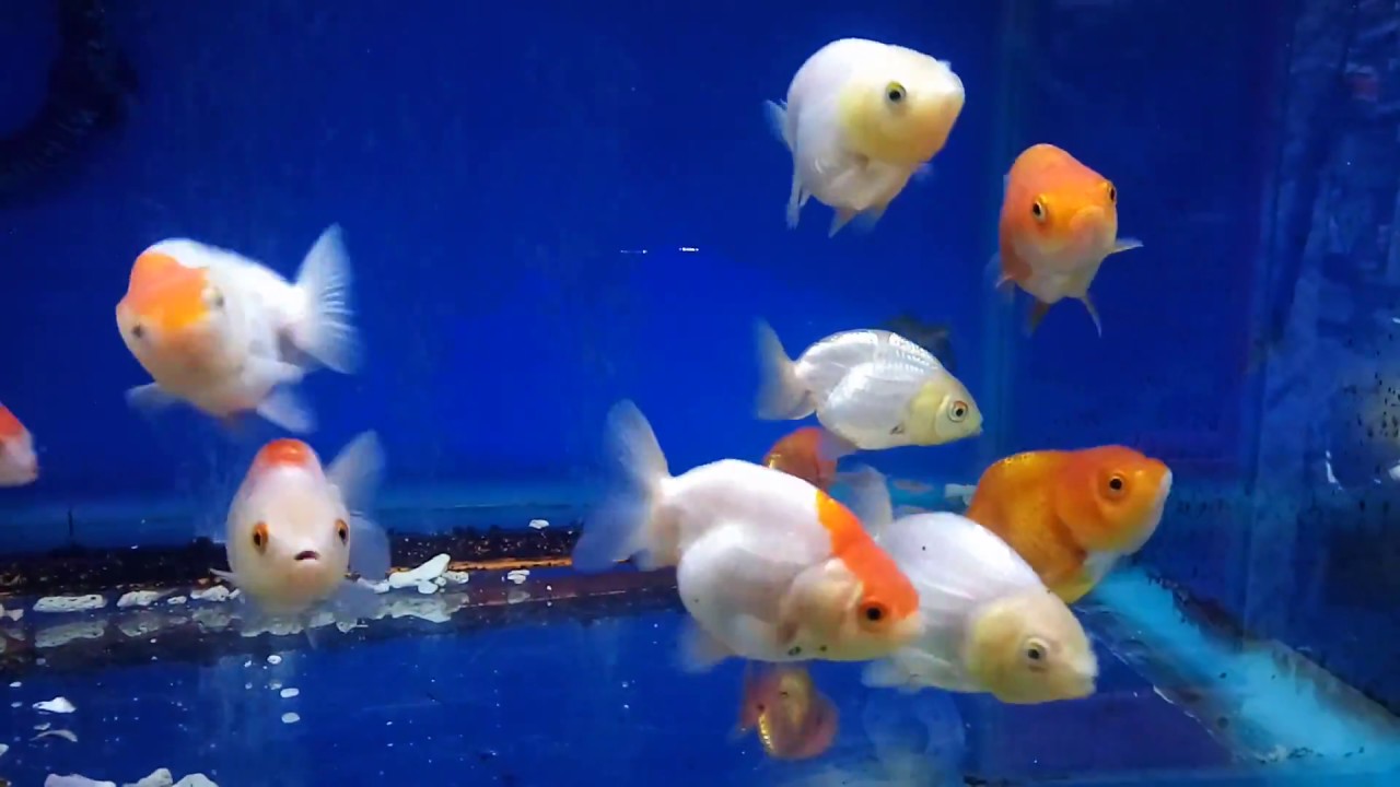 Kinh nghiệm chọn mua cá Ranchu đẹp