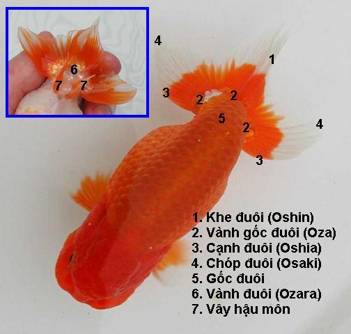 Kinh nghiệm chọn mua cá Ranchu đẹp