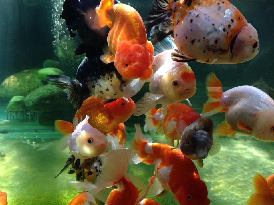 Làm gì khi cá ranchu bị nấm trắng ?