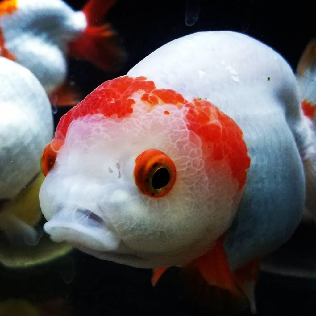 Làm gì khi cá ranchu bị nấm trắng ?