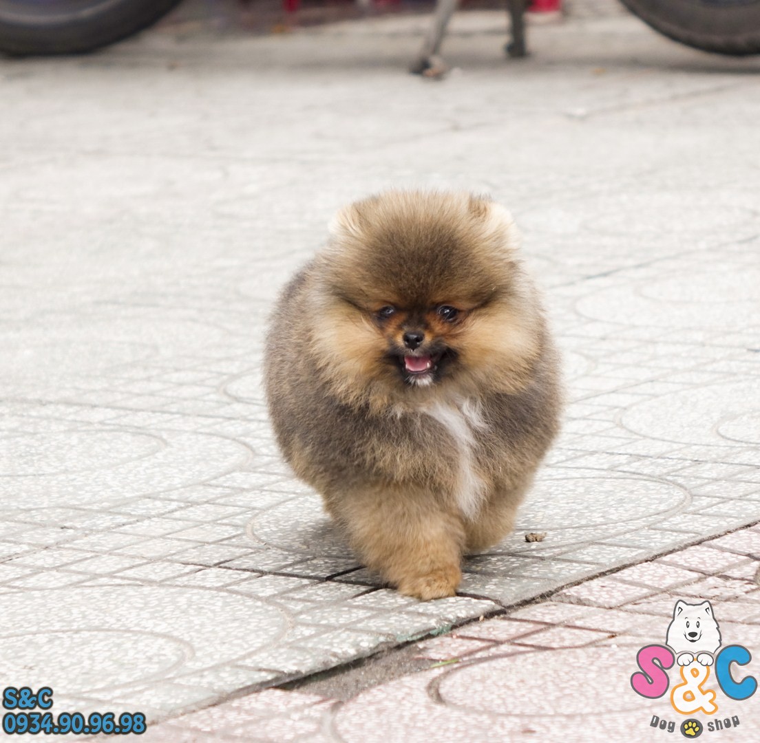 làm-gì-khi-bị-chó-alaska-và-chó-phốc-sóc-cắn