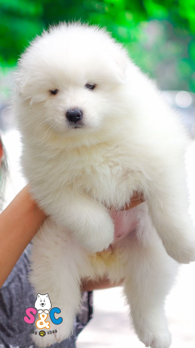 Những lợi ích khi mặc quần áo cho chó Samoyed