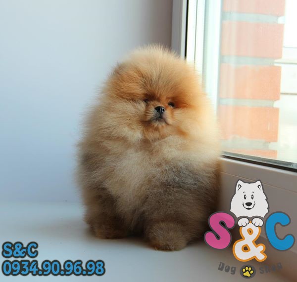 Cách tắm cho chó phốc sóc đúng cách
