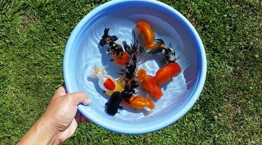 https://cadep.vn/wp-content/uploads/2018/07/ranchu3.jpg