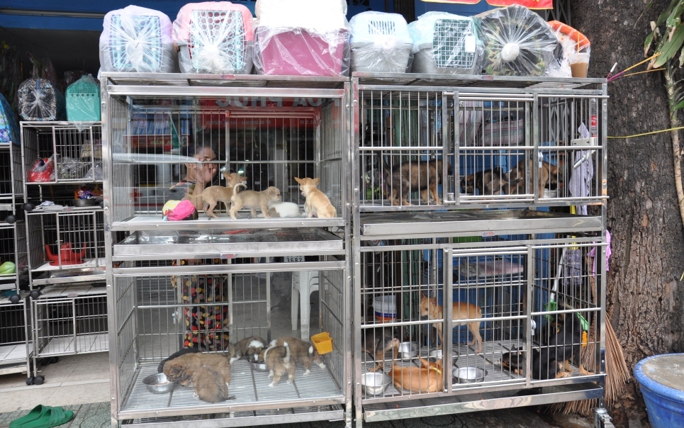 mua chó cảnh tại lê hồng phong