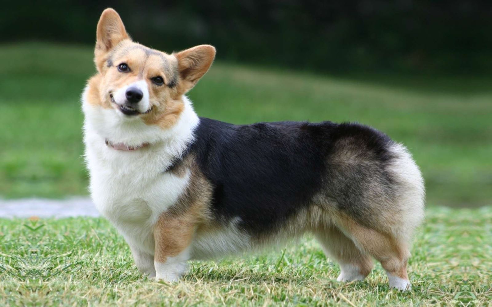 5 Dấu hiệu chứng minh bạn đang mua chó corgi ở nơi uy tín