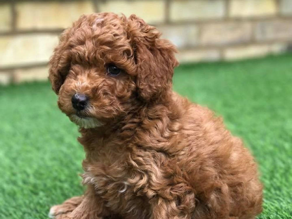 Hướng dẫn cách chăm sóc chó Poodle con khỏe mạnh, mau lớn
