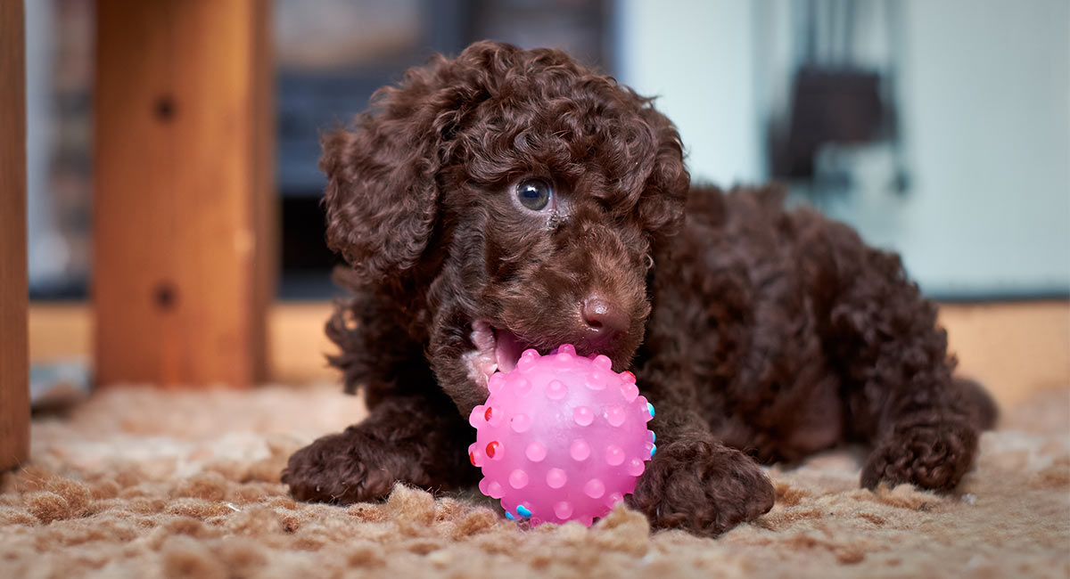 mua chó poodle online