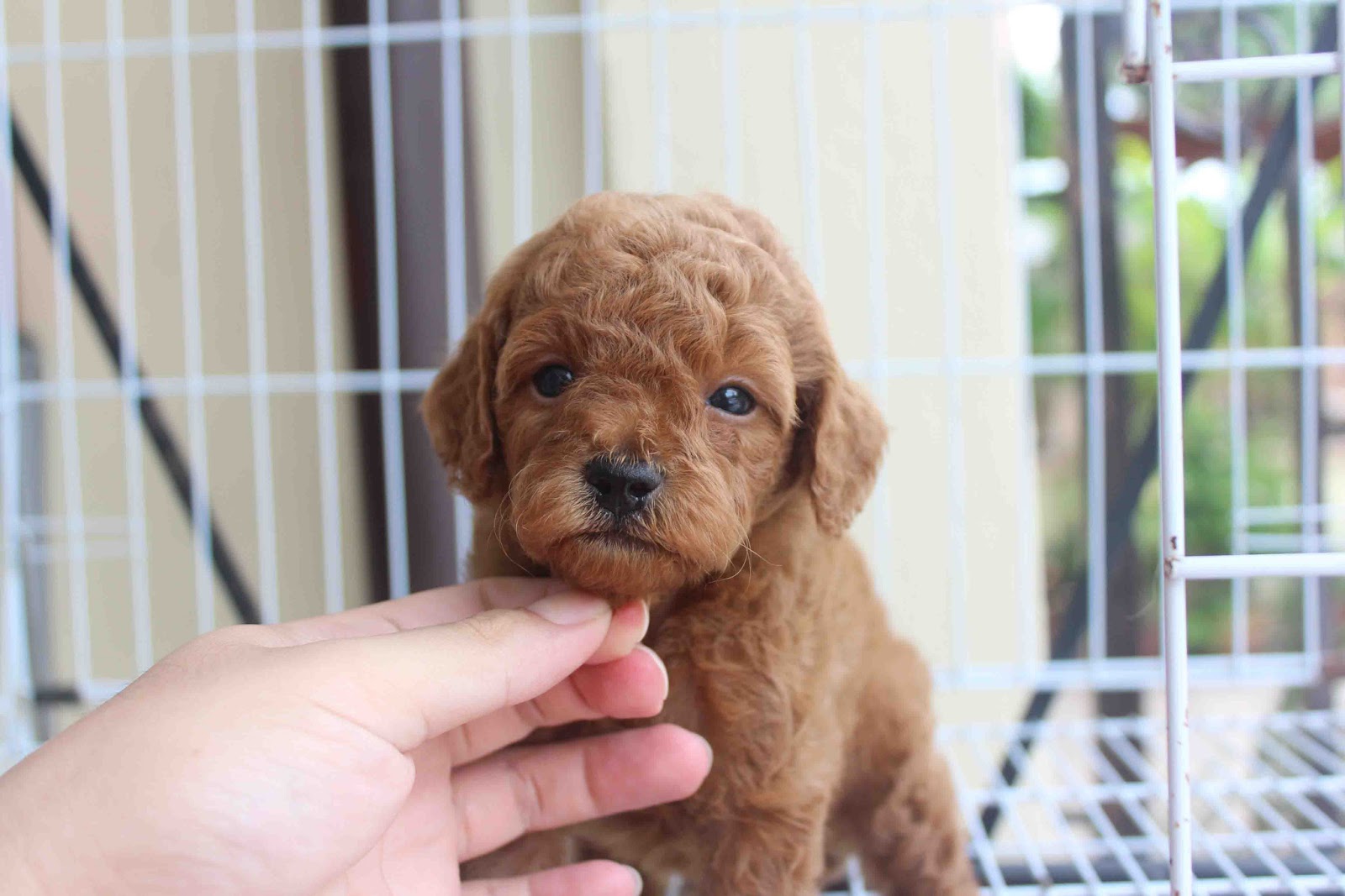 mua chó poodle online